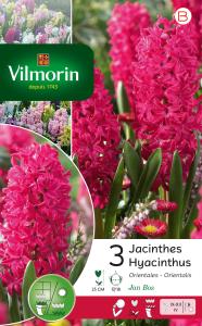 Jacinthe Jan Bos (x3)